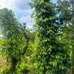 Bán rẫy 2 sào Đạt Lý Buôn Ma Thuột 1 tỷ 398 - Ảnh thu nhỏ 5