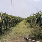 Bán đất nông nghiệp 28.000 m² tại Bình Thuận - Ảnh thu nhỏ 2