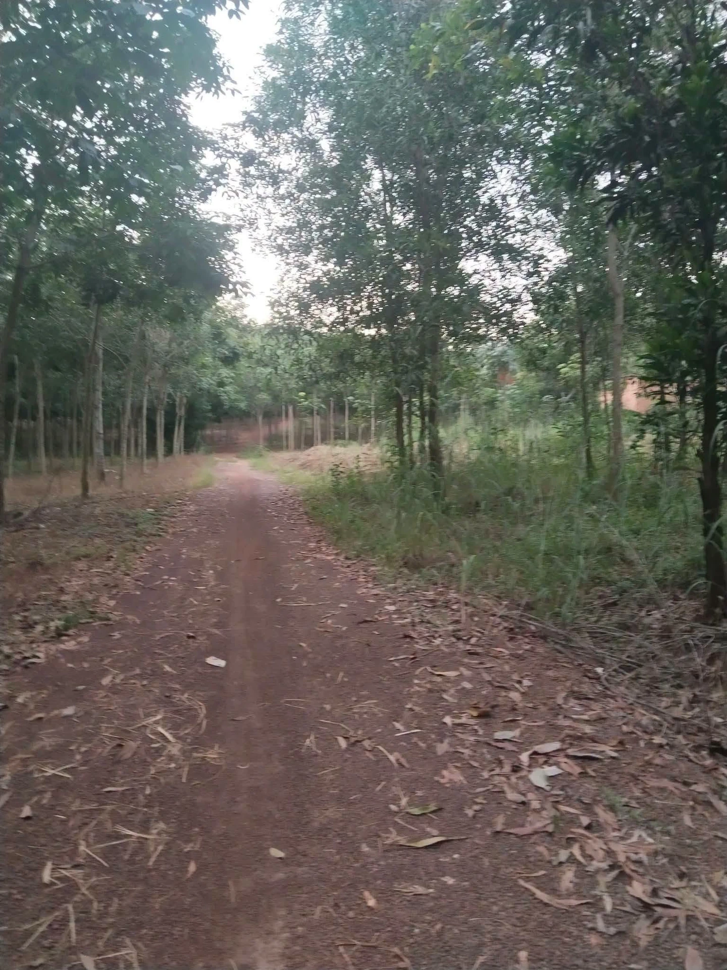 Bán đất mặt tiền Vành Đai 3, 300m², Đồng Xoài, 1,2 tỷ - Ảnh 1