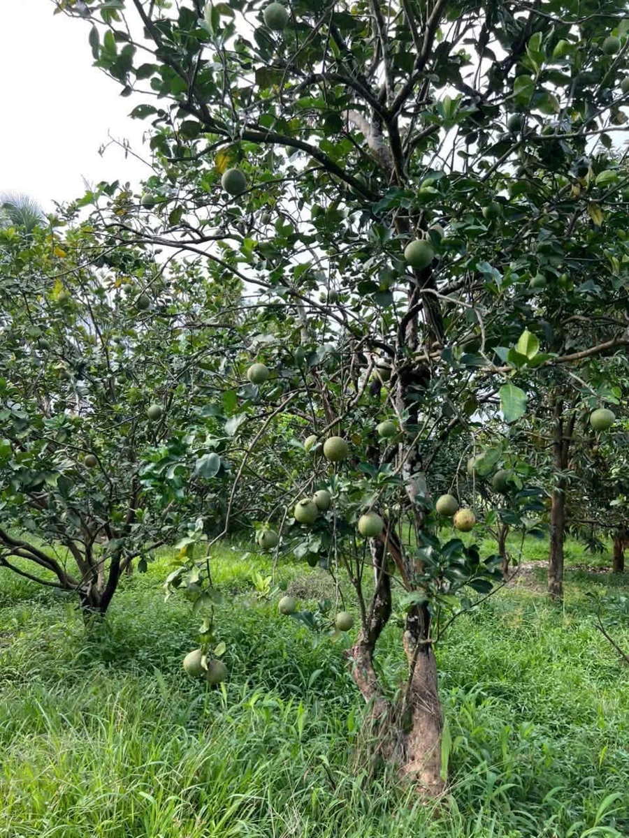 Bán vườn 8.586,7m² Thanh Sơn Đồng Nai 1 tỷ 500 triệu - Ảnh thu nhỏ 2
