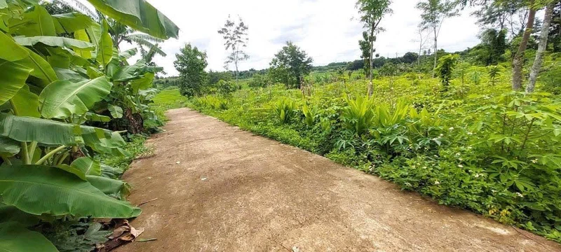 Bán lô đất 5x25 hẻm cấp 1 Phan Huy Chú, Hoà Xuân, Đà Nẵng giá 525 triệu/lô