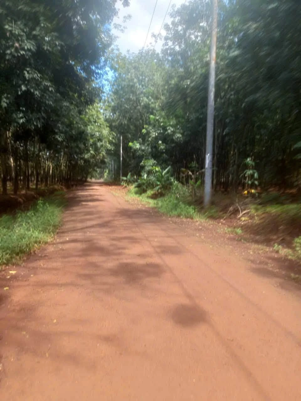 Bán 2,2 hectare đất cao su Thuận Phú - Ảnh 1