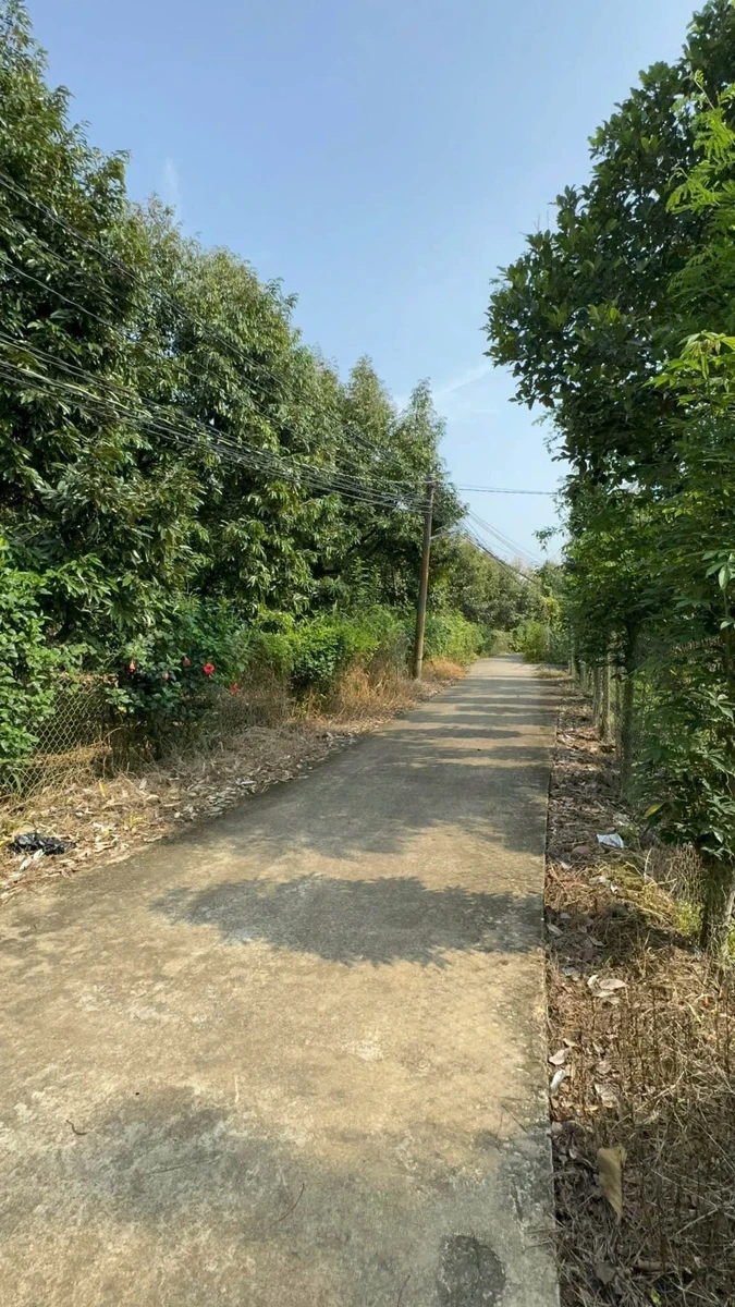 Bán đất vườn sầu riêng 4.000m² Tân Phú, Đồng Nai 3,2 tỷ - Ảnh 1