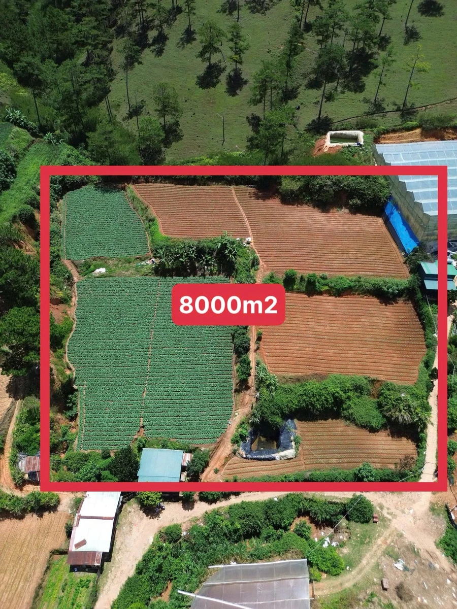 Bán 8000m² đất Đà Lạt, giá 4,5 tỷ - Ảnh 1