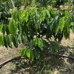 Bán đất nông nghiệp 1 ha tại Thôn Bình Minh, Bình Dương - Ảnh thu nhỏ 1