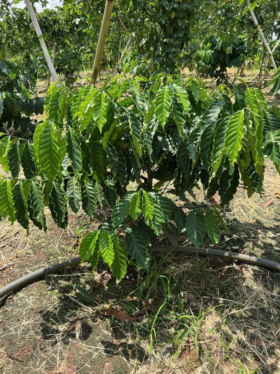 Bán đất nông nghiệp 1 ha tại Thôn Bình Minh, Bình Dương - Ảnh 1