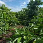 Bán 2ha đất vườn cà phê tại Đăk Jrang, Mang Yang, Gia Lai giá 3 tỷ - Ảnh thu nhỏ 3