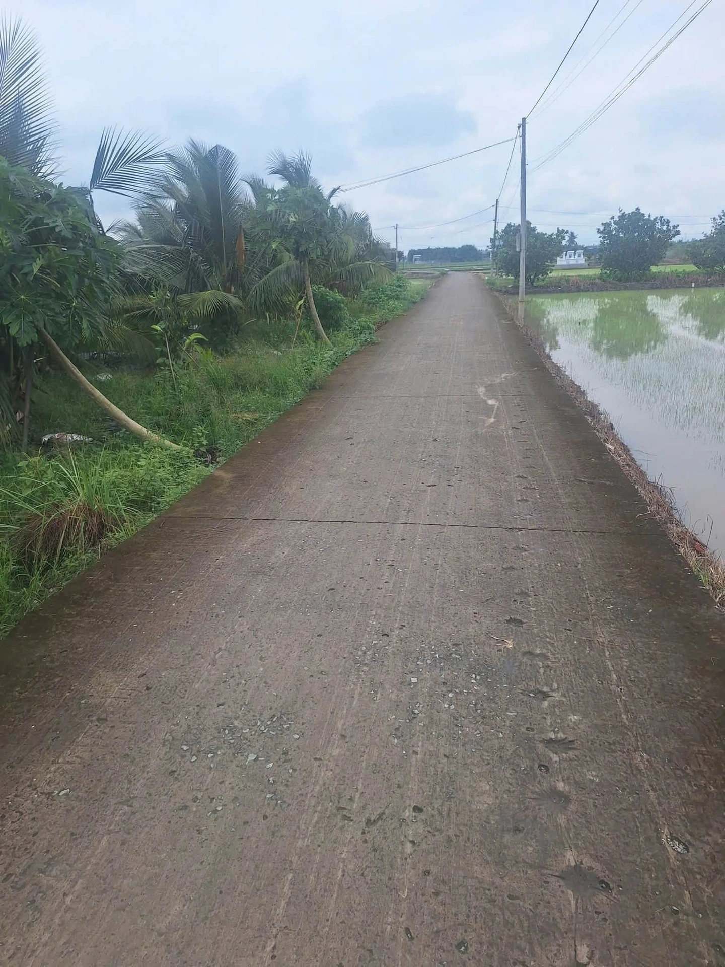 Bán đất Bình Trinh Đông, Tân Trụ, Long An, 1.2 công, 820 triệu - Ảnh 1