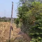 Bán 1 sào đất góc 2 mặt tiền Cần Giờ - Ảnh thu nhỏ 5