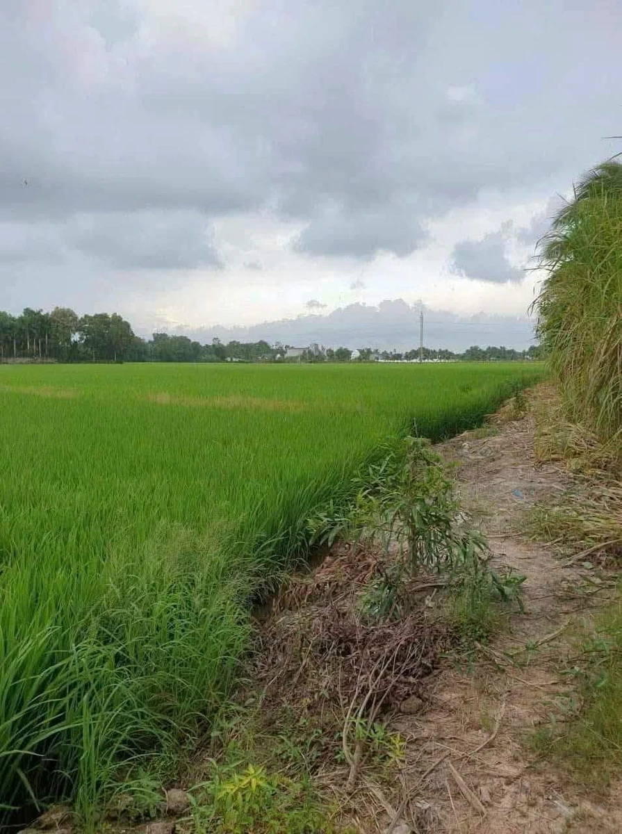 Bán đất nhánh Trần Hữu Độ An Bình Rạch Giá 3900m2 - Ảnh thu nhỏ 4