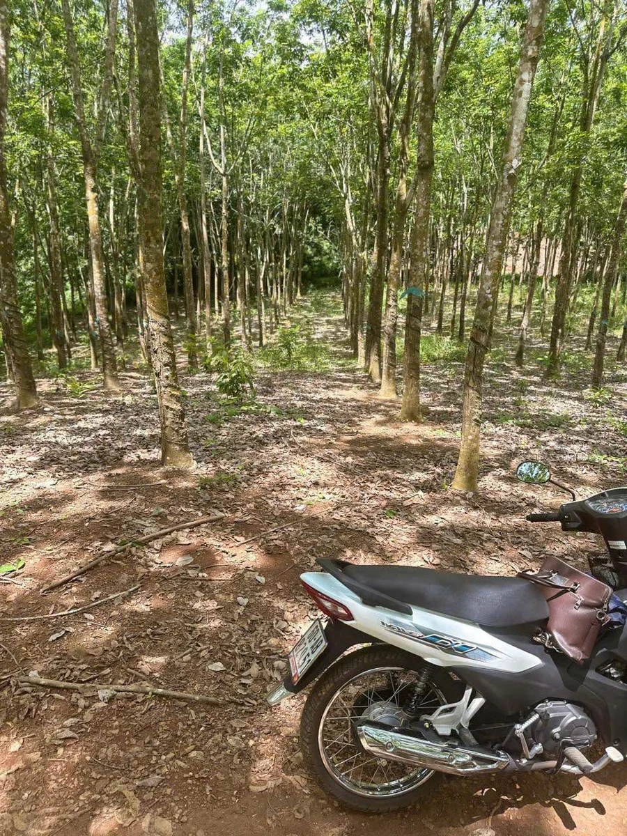 Bán đất cao su 1,8 ha tại Phú Riềng, Bình Phước, giá 2,1 tỷ - Ảnh thu nhỏ 2