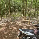 Bán đất cao su 1,8 ha tại Phú Riềng, Bình Phước, giá 2,1 tỷ - Ảnh thu nhỏ 2