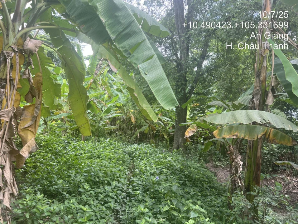 Chính chủ bán lô đất 606.4m2 full thổ tại An Hoà, Châu Thành, An Giang chưa đến 1.118 tỷ - Ảnh thu nhỏ 4