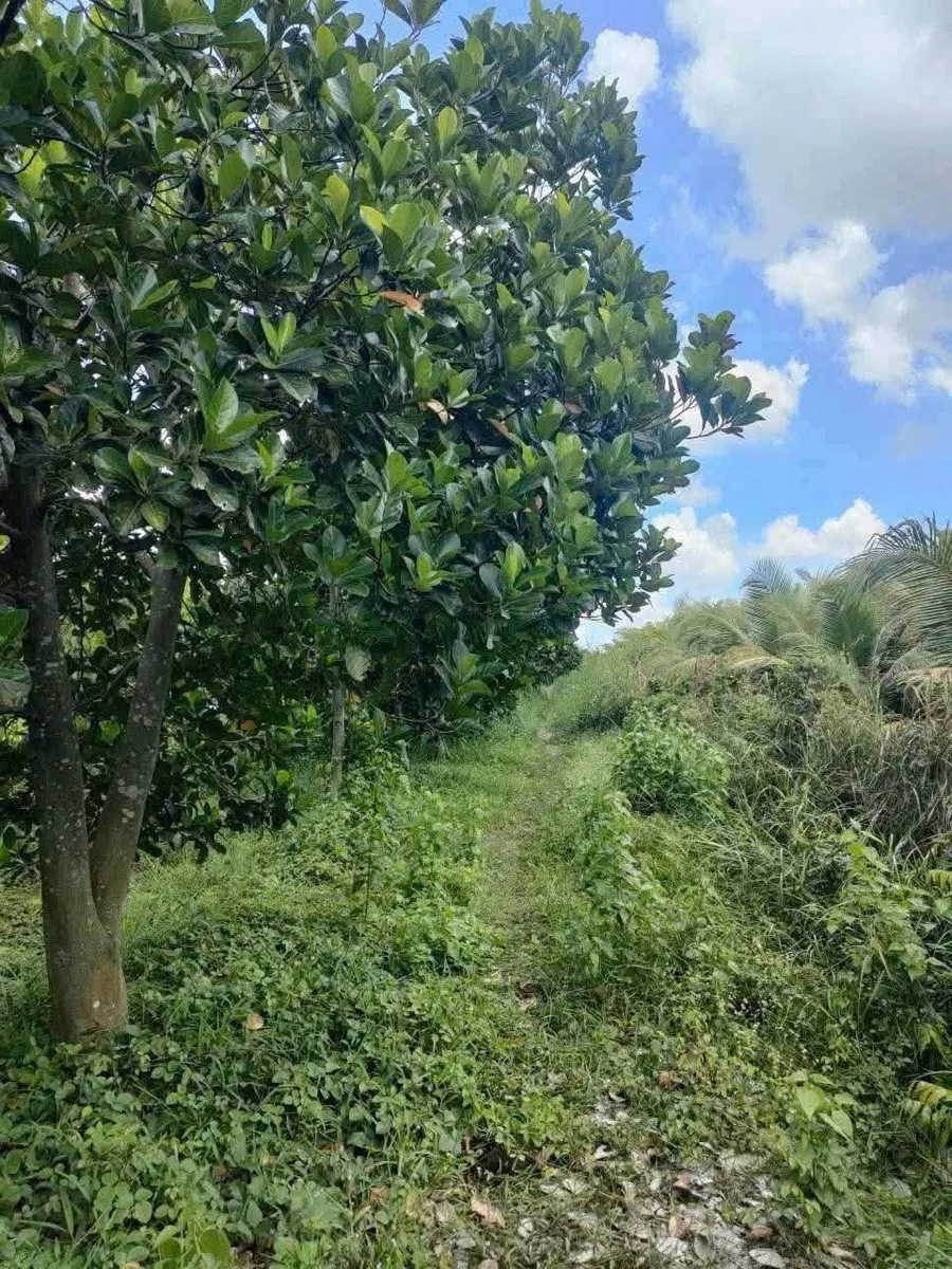 Bán đất vườn 7700m² tại Xã Thạnh Lợi, Tây Ninh - 5 tỷ 500 triệu - Ảnh thu nhỏ 5