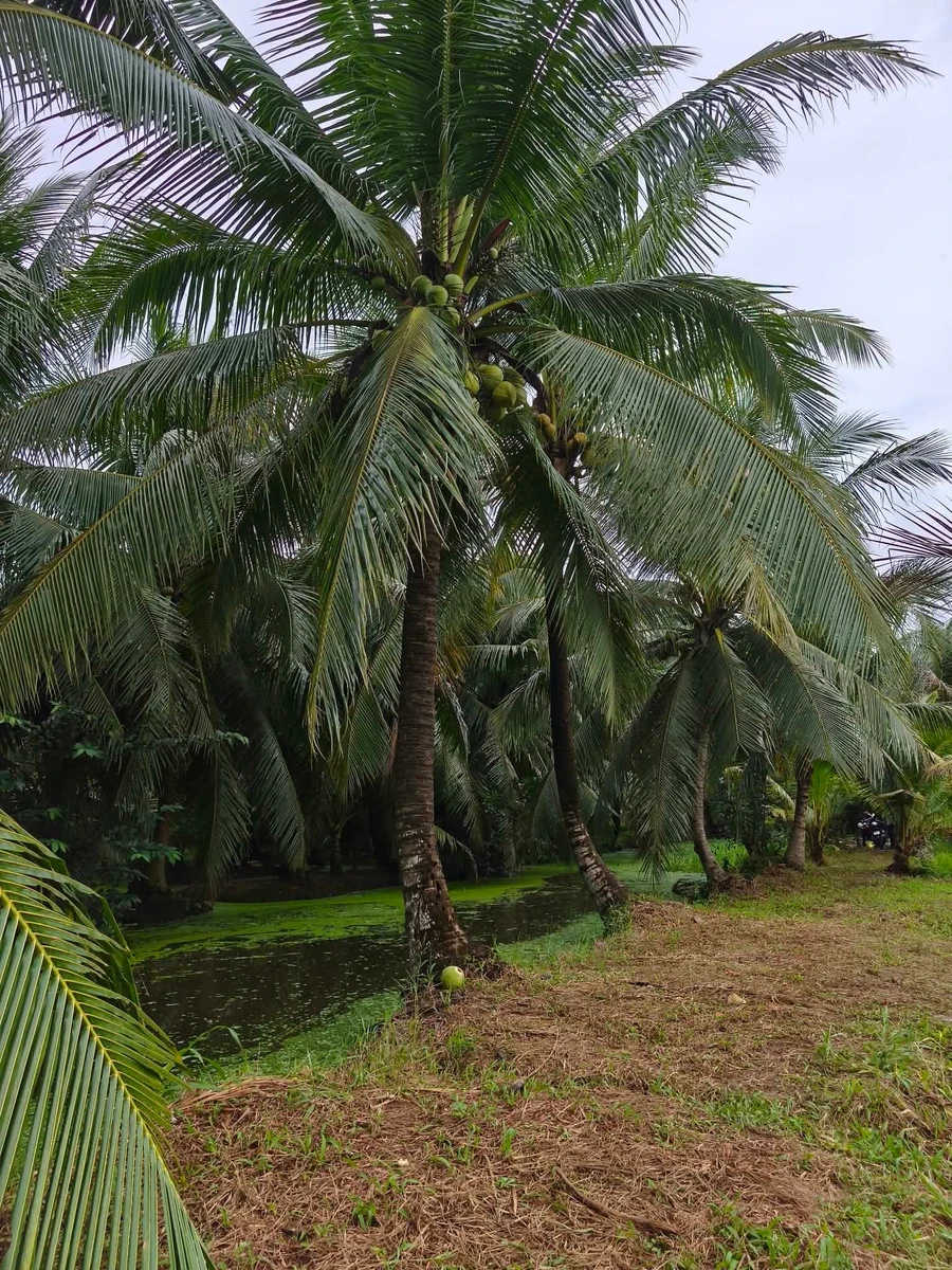 Bán vườn dừa 1,6ha Giồng Trôm Bạc Liêu 360tr/công - Ảnh thu nhỏ 2
