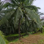 Bán vườn dừa 1,6ha Giồng Trôm Bạc Liêu 360tr/công - Ảnh thu nhỏ 2