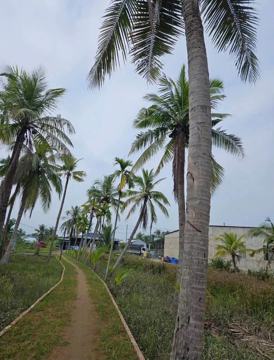 Bán đất mặt tiền QL60 Bến Tre 588,7m² 1 tỷ 590 triệu - Ảnh thu nhỏ 2