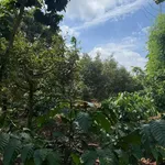 Sang nhượng rẫy 1 ha có 400m² thổ cư tại xã Cư Suê, Cư M'gar, Đắk Lắk - Ảnh thu nhỏ 3