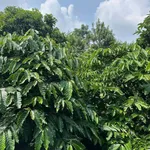 Bán đất 1,8 héc-ta sổ sách đầy đủ 3 tỷ 6 Nhà Bè - Ảnh thu nhỏ 2