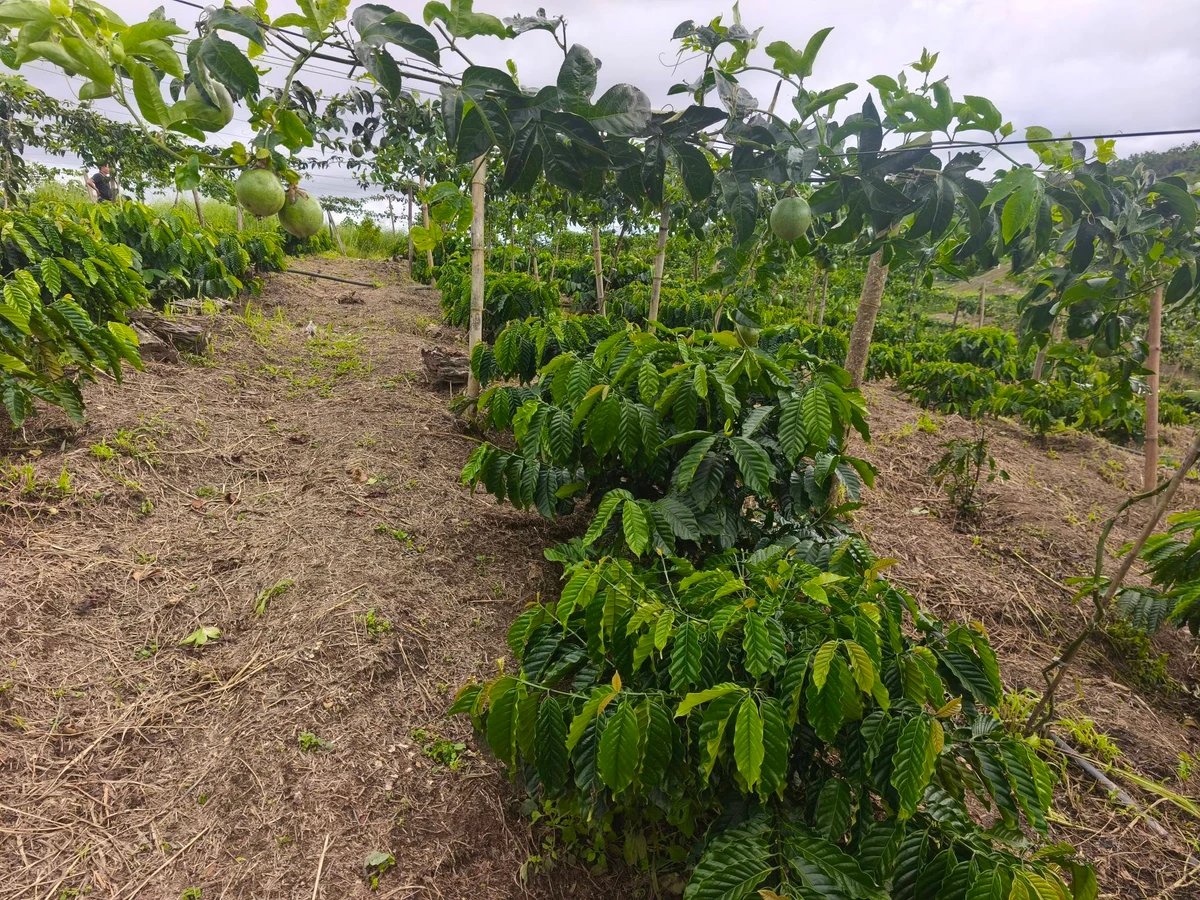 Bán đất 7 hecta trồng cà phê Củ Chi, 4.7 tỷ - Ảnh 1