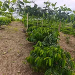 Bán đất 7 hecta trồng cà phê Củ Chi, 4.7 tỷ - Ảnh thu nhỏ 1