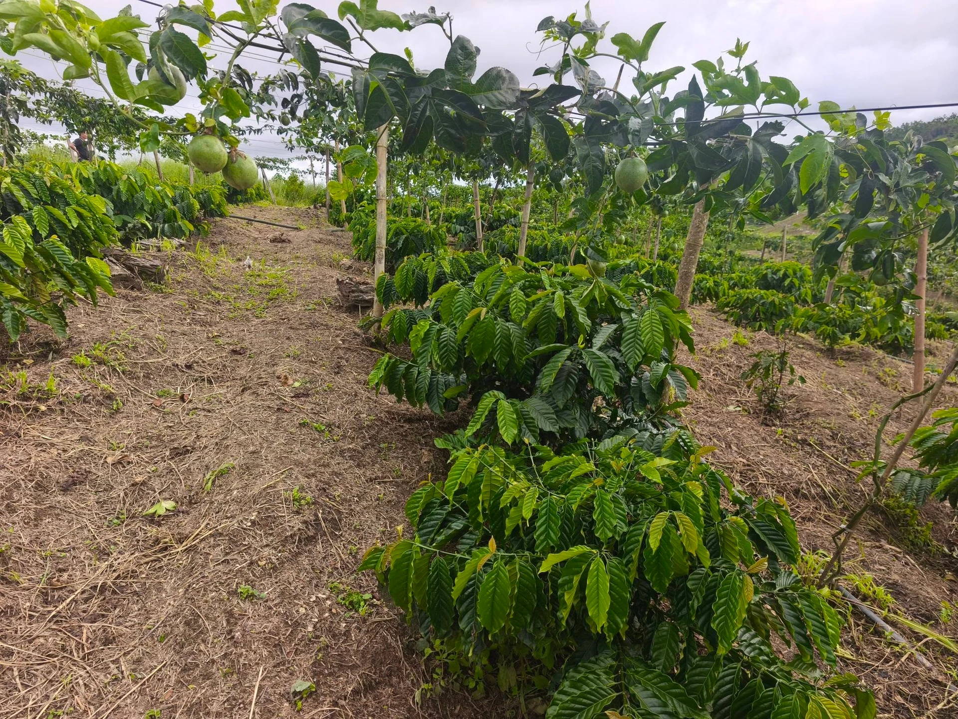 Bán đất 7 hecta trồng cà phê Củ Chi, 4.7 tỷ - Ảnh 1
