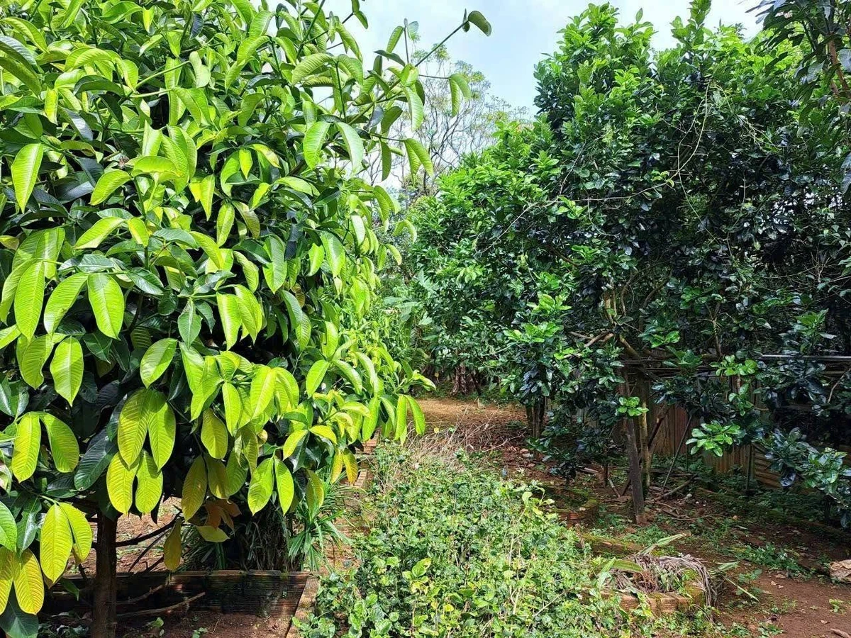 Bán nhà 260m² Phường 2 Bảo Lộc Lâm Đồng 7,5 tỷ - Ảnh thu nhỏ 2
