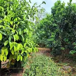 Bán nhà 260m² Phường 2 Bảo Lộc Lâm Đồng 7,5 tỷ - Ảnh thu nhỏ 2