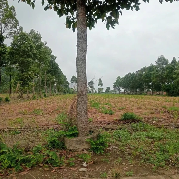 Đất bán 1.466m² TP. Cà Mau, 1 tỷ 350 triệu