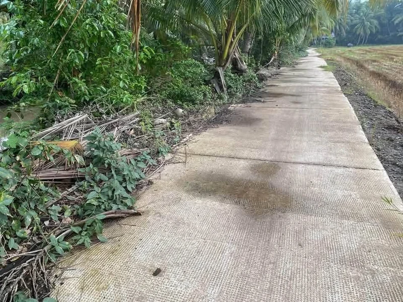 Bán đất vườn dừa và ruộng 11 công, Xã Phong Thạnh, Vĩnh Long