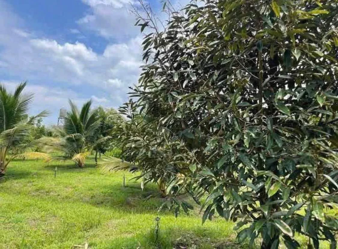 Bán đất 500m² đường Lê A Đồng Nai 8xx triệu - Ảnh thu nhỏ 5
