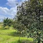 Bán đất 500m² đường Lê A Đồng Nai 8xx triệu - Ảnh thu nhỏ 5