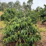 Bán đất 2 hectare có cây kinh doanh tại Eahleo - Ảnh thu nhỏ 2