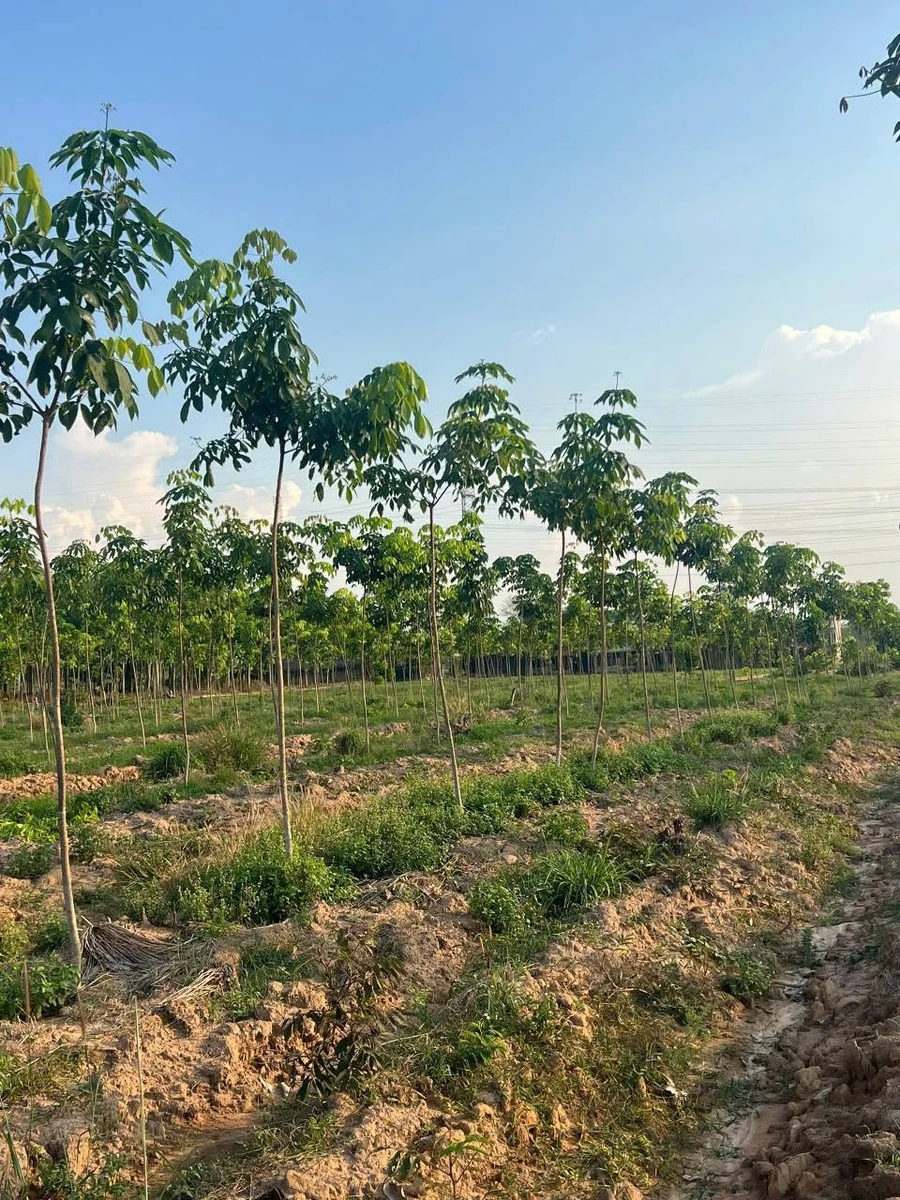 Bán đất 85m2 view suối tại Chơn Thành 600 triệu - Ảnh thu nhỏ 3