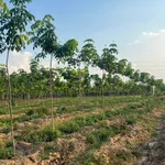 Bán đất 85m2 view suối tại Chơn Thành 600 triệu - Ảnh thu nhỏ 3