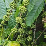 Bán đất nông nghiệp 1 hectare tại km65 Đắk Lắk, 3,75 tỷ - Ảnh thu nhỏ 4