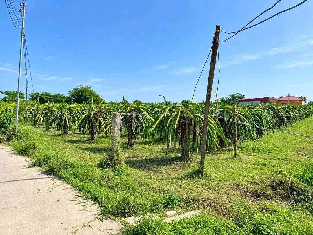 Bán 1000m2 đất mặt tiền Kim Bình, Lâm Đồng, 750 triệu - Ảnh thu nhỏ 2