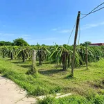 Bán 1000m2 đất mặt tiền Kim Bình, Lâm Đồng, 750 triệu - Ảnh thu nhỏ 2
