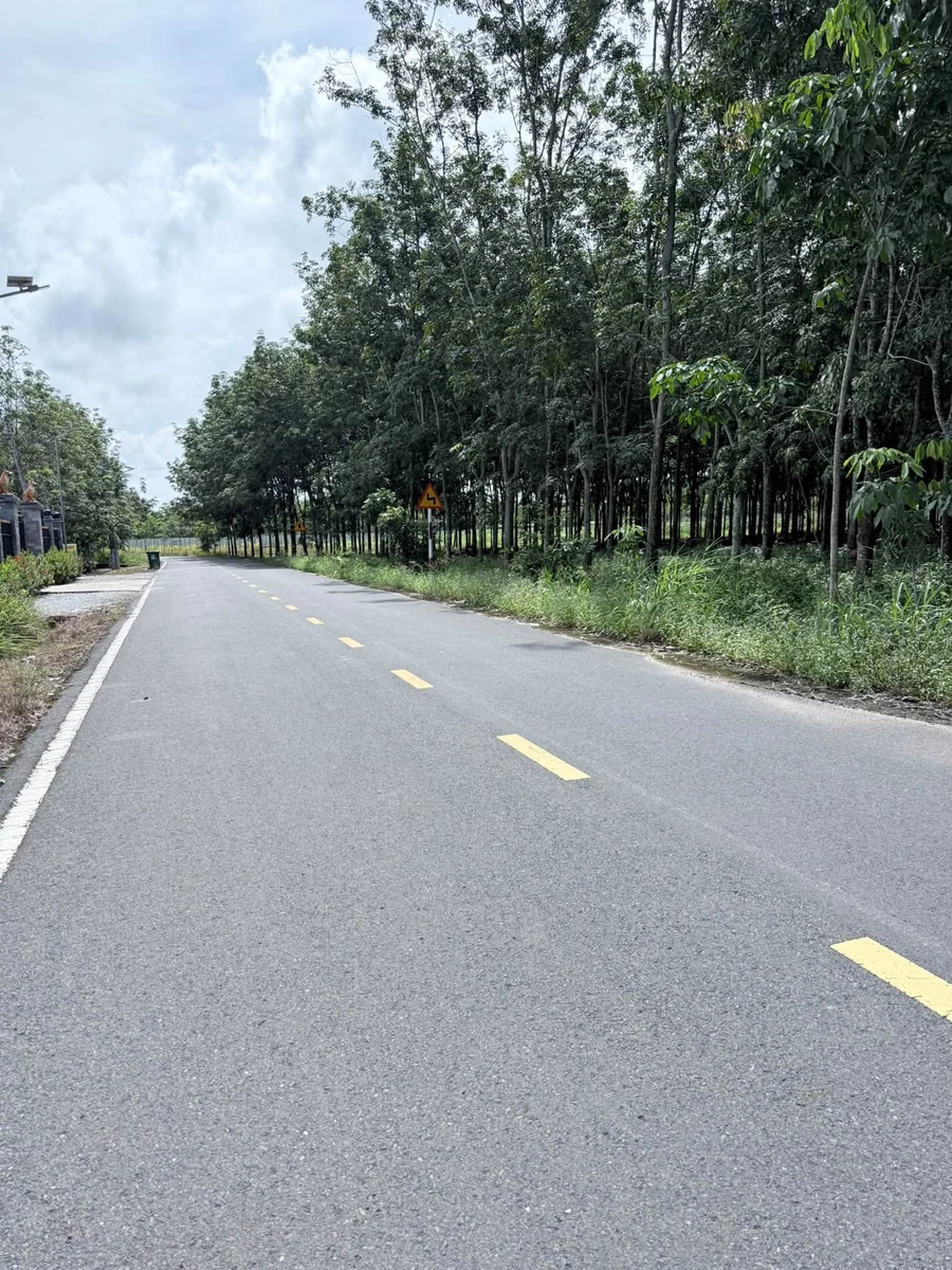 Bán đất Tân Bình 1176m² - 6,2 tỷ - Ảnh thu nhỏ 3
