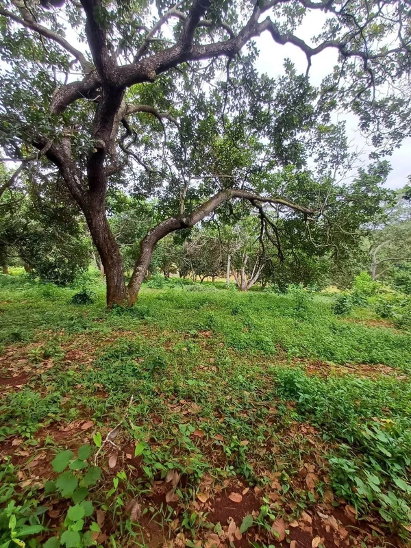 Bán 2.4 ha đất đỏ Phước Tân, Bình Phước