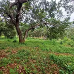 Bán 2.4 ha đất đỏ Phước Tân, Bình Phước - Ảnh thu nhỏ 1