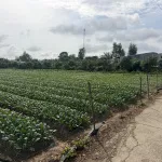 Bán đất cây lâu năm tại Cồn Bà Hoà Xã Bình Thạnh Huyện Châu Thành AG - Ảnh thu nhỏ 12