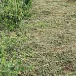 Bán 5ha rẫy cà phê Lâm Đồng 8 tỷ đồng - Ảnh thu nhỏ 3