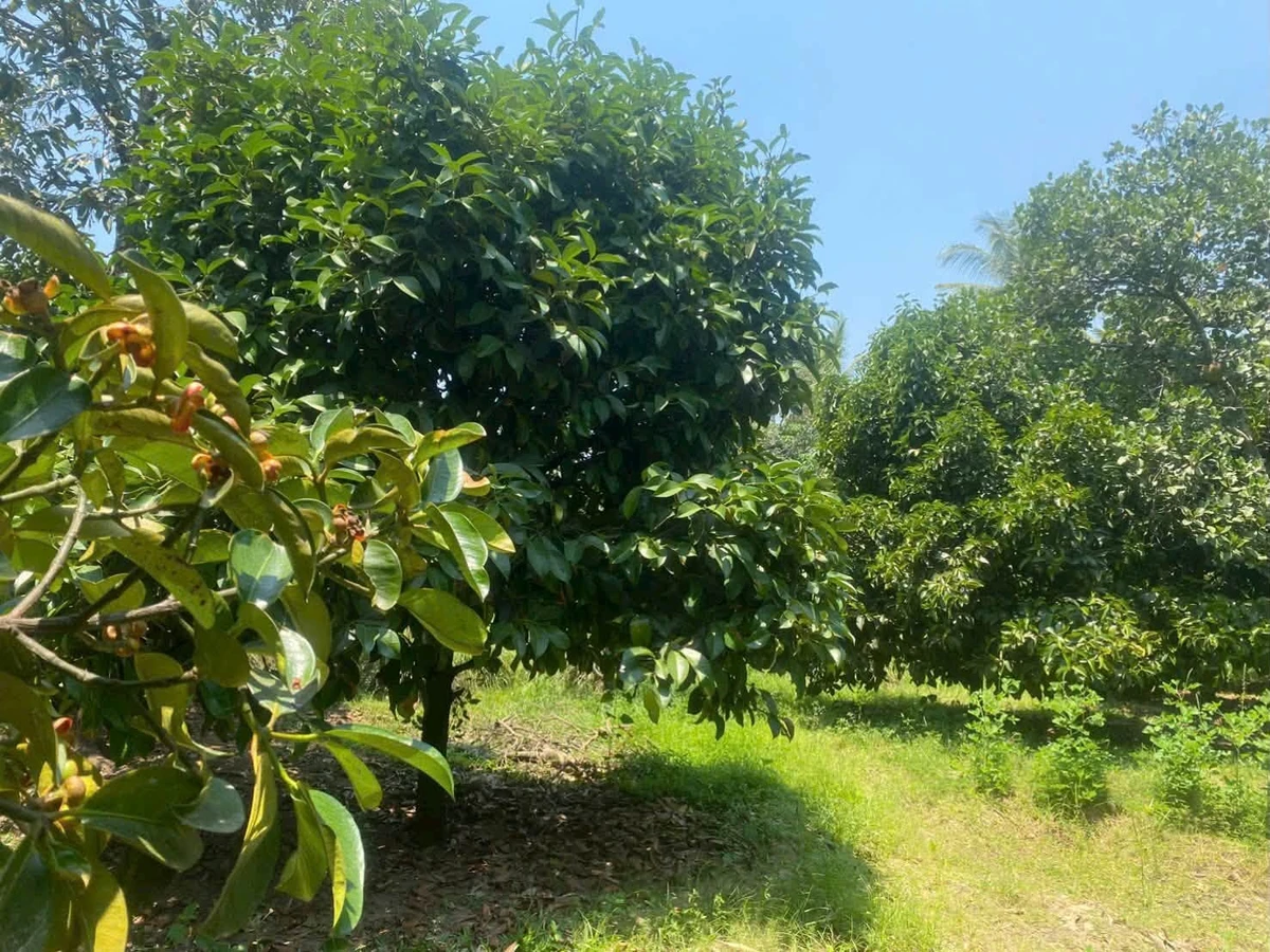 Bán đất Ninh Thuận 1000m² 1,5 tỷ sổ sẵn giáp sông - Ảnh thu nhỏ 5