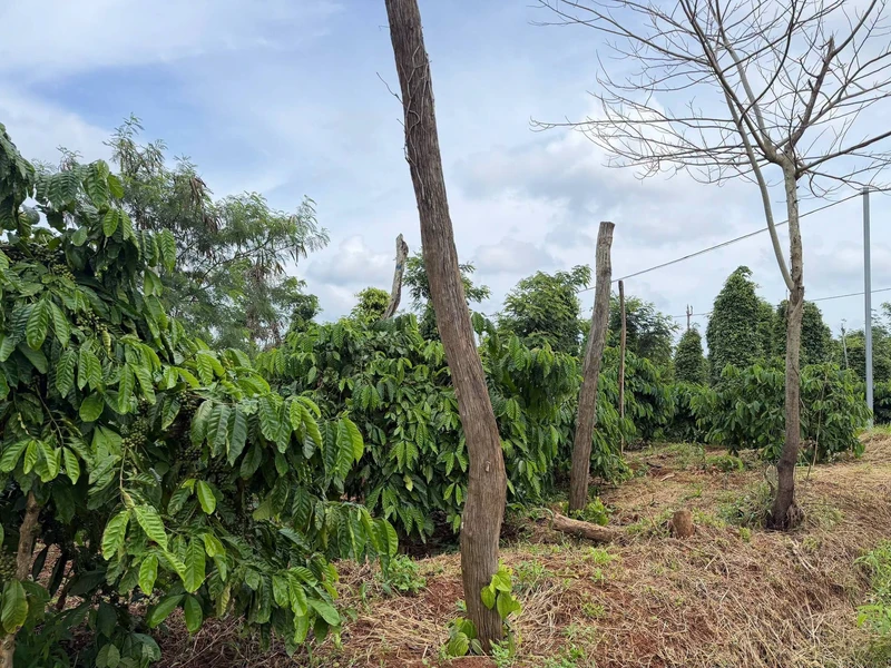 Bán đất rẫy Lâm Đồng 11000 m² giá 1,85 tỷ