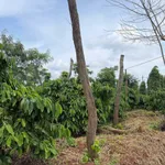 Bán đất rẫy Lâm Đồng 11000 m² giá 1,85 tỷ - Ảnh thu nhỏ 1