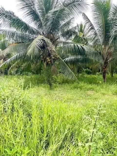 Bán đất Mỏ Cày Nhà Bè 144m² 480 triệu - Ảnh thu nhỏ 2