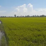 Bán 1296m2 đất nông nghiệp Vĩnh Thạnh, Cần Thơ - Ảnh thu nhỏ 2