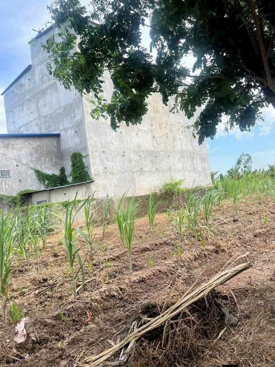 Bán đất nền 1100m² có nhà yến Vĩnh Lợi Bạc Liêu 990tr - Ảnh thu nhỏ 2