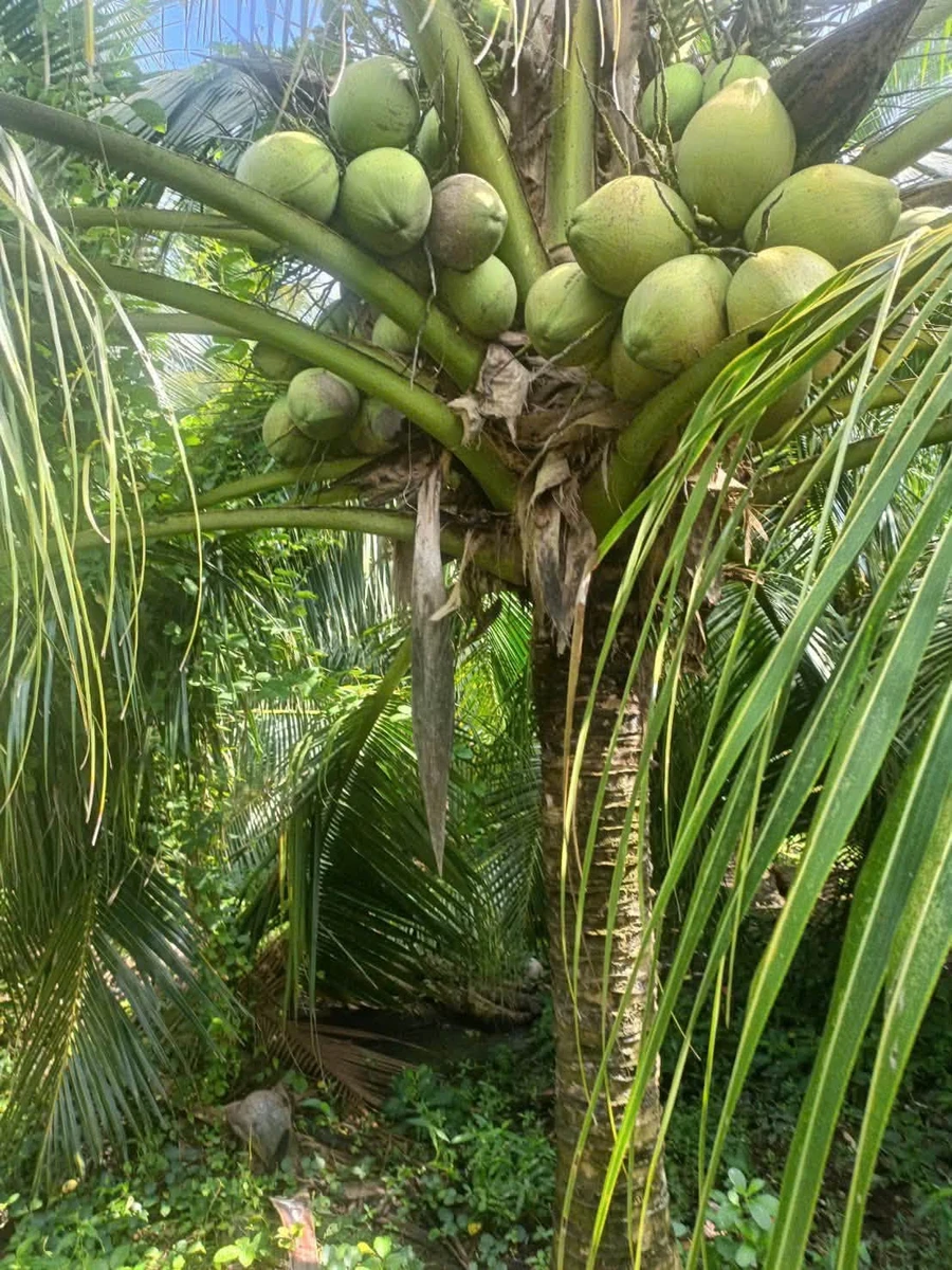 Bán 12 công đất dừa mặt tiền Đan Ngang, Nhà Bè - Ảnh thu nhỏ 3